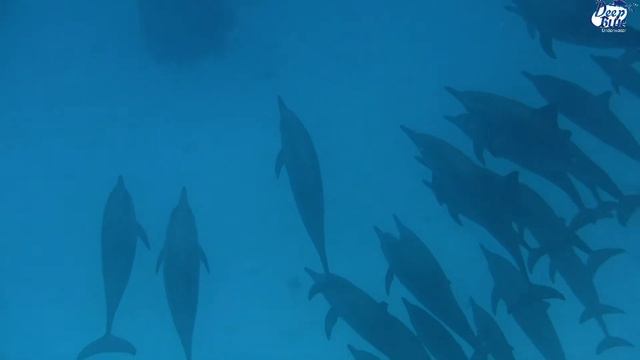 Shaab Marsa Alam смотреть онлайн