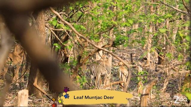 Epic Safari Adventure To Jannaram's Kawal Tiger Reserve! 🐯 🚗 смотреть онлайн