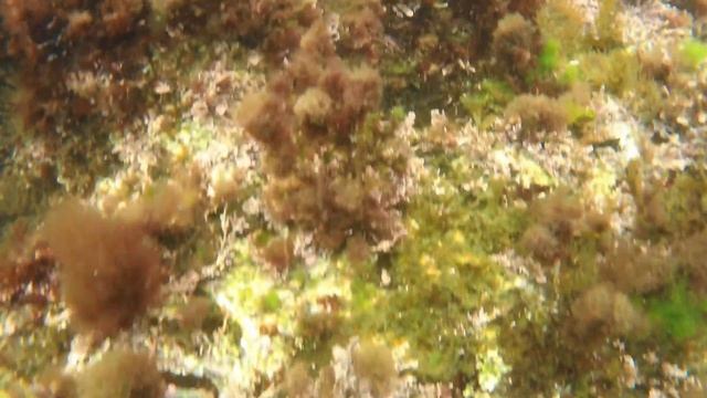 AKASO BRAVE 8 Ocean Dive Video