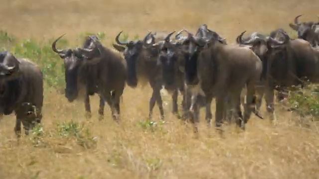 Tanzania: A Top Safari Destination смотреть онлайн