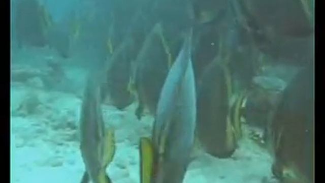 Celebes Safari 2007 смотреть онлайн