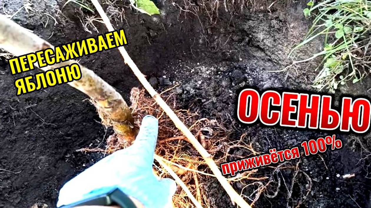 Супер простой способ пересадки Яблони осенью. Что добавить в яму под яблоню. смотреть онлайн