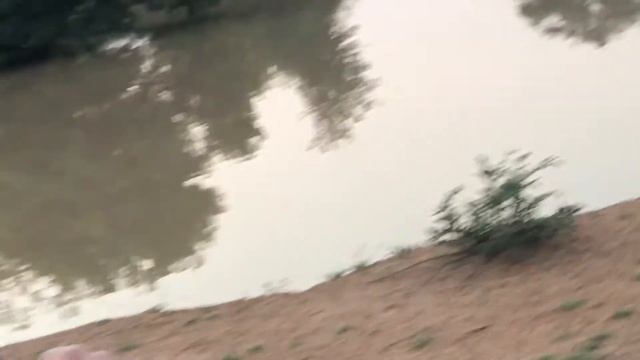 Safari tracker spots vicious killer lion 1km away смотреть онлайн