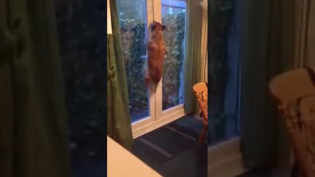 Dog Vs Patio Door (Part 2 - The Great Escape) смотреть онлайн