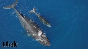 Sea Animals & Ocean Animals for Kids! Learn all Sea Animals with Flashcards and Videos.