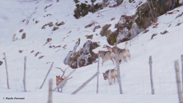Brave Dog Escapes Pack of Hungry Wolves In Shocking Video смотреть онлайн