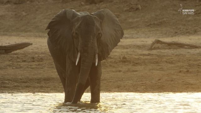 Safari Diaries: Elephant Sunset смотреть онлайн