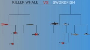 SEA ANIMAL TOURNAMENT - ANIMATION