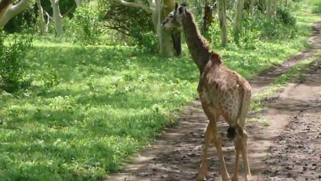 Baby Giraffe on a Beautiful Day in Africa смотреть онлайн