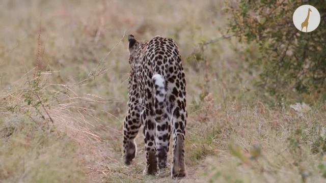 Big Five safari adventures with Africa Sky смотреть онлайн
