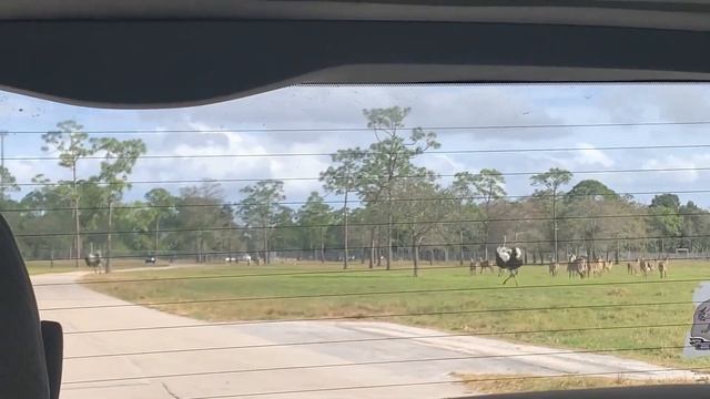 Lion Country Safari | Drive Thru Zoo смотреть онлайн