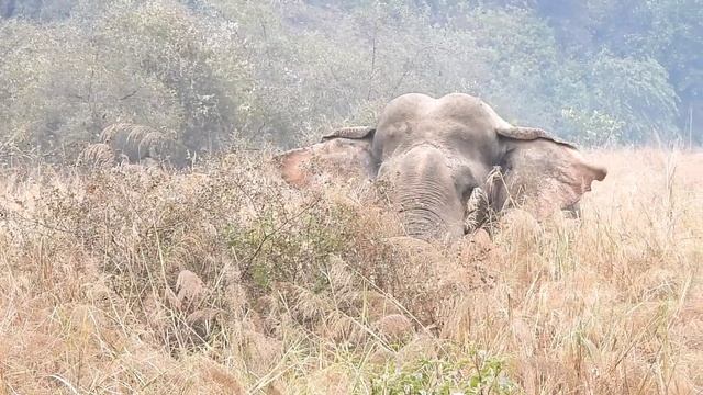 Rajaji National Park | Rajaji National Park Safari Booking | Rajaji National Park Bull Elephant. смотреть онлайн