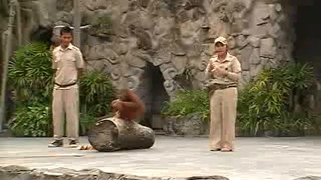 Bali Safari and Marine Park - Animal Show (2010) смотреть онлайн
