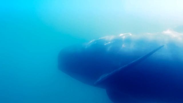 Whale safari in Melfjorden, Helgeland, Norway смотреть онлайн