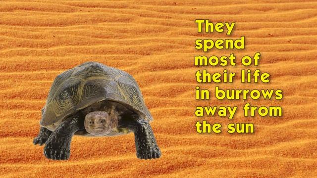 Safari Ltd® North American Wildlife Desert Tortoise смотреть онлайн