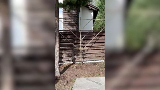 Формируем крону Пальметта смотреть онлайн