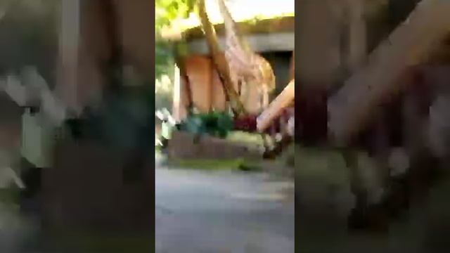 Staycation di Royal Safari Garden..🥰 смотреть онлайн