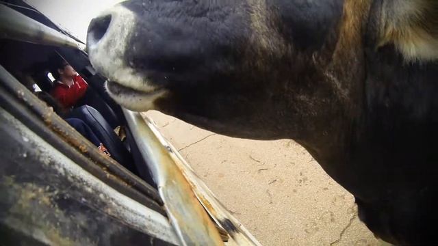 Wild Animal Safari GoPro Hero3 смотреть онлайн