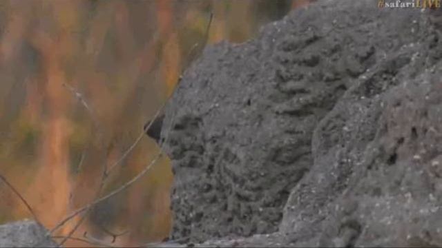 Pt 2 Safari Live's Sunset Safari Drive at 4:50 PM on Nov 22, 2017 ( Thandi ) смотреть онлайн