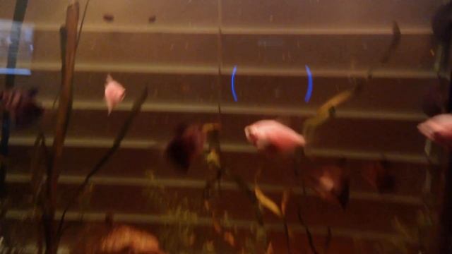 Aquarium 02 & 01: 3.3.24 5 смотреть онлайн