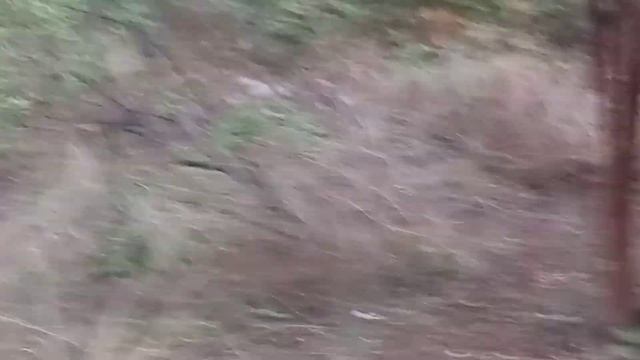 Heart-Pounding Moment: Tiger Spotting in Jim Corbett! смотреть онлайн