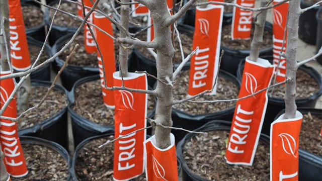 Fruiting Trees Granny Smith Apple Trees Bucks County Grower смотреть онлайн