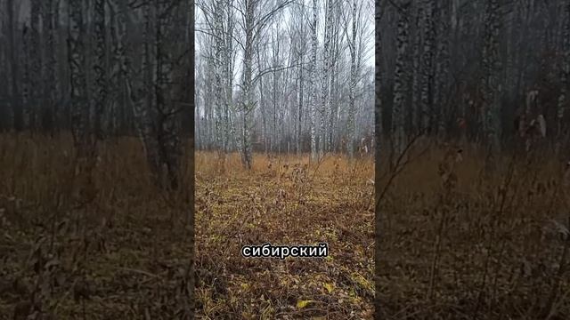 Осенний Сибирский лес #природа смотреть онлайн