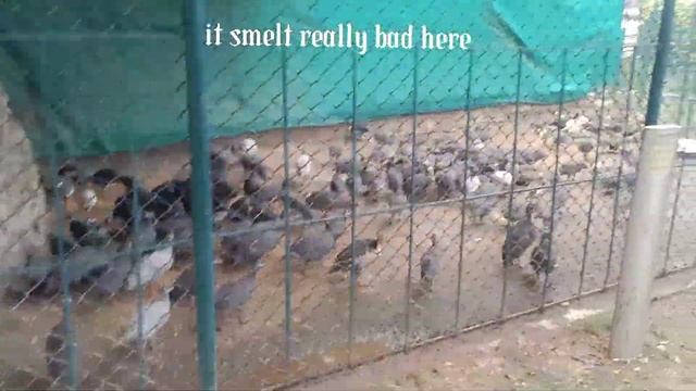 safari park and a park in bahria town lahore vlog | hibas vlog | #vlog #pakistan смотреть онлайн