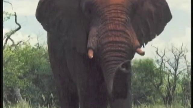 Tribe Safari African Adventures смотреть онлайн