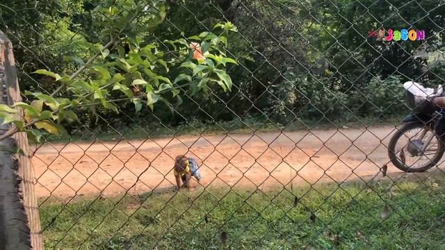 Brave Jason Jump Off Scooter To Visit Neighbor Stunned Everyone With Politely смотреть онлайн
