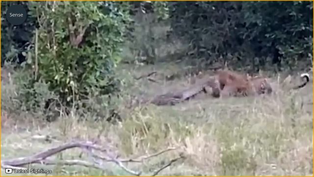 30 Moments Craziest Crocodile Attack & Ki ll Lion On Camera | Apex Predator смотреть онлайн