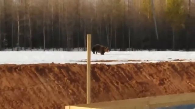 Медведь вышел к вахтовикам смотреть онлайн