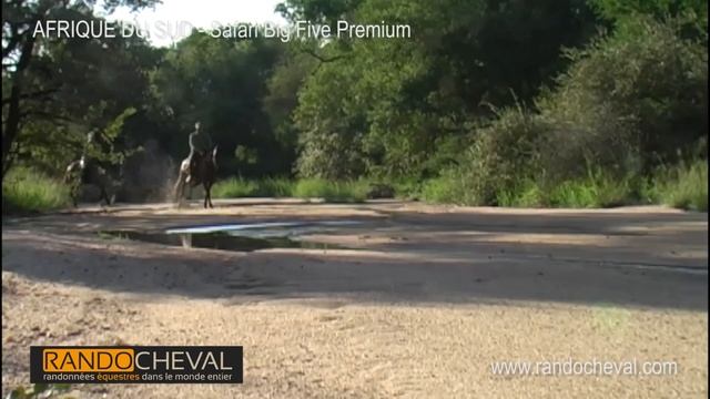 SAFARI A CHEVAL Big Five en Afrique du Sud - Un voyage Randocheval смотреть онлайн