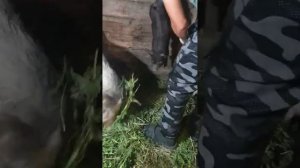 Кастрация поросят,немного о осеменении