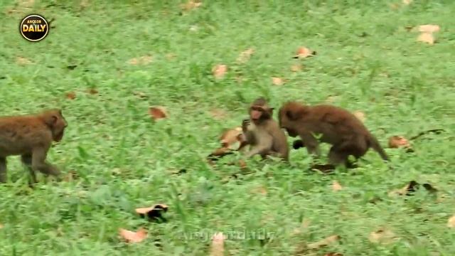 Happiness Group/ Baby Monkeys Play With Alpha SO Brave Guys Angkor Daily 1154