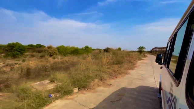 Tiger 🐅 Line Safari Park @short_monkey_000 #viral #animals #funny #tiger #forest r смотреть онлайн