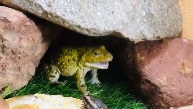 Brave bullfrog protect cute baby rain frog funny frog funny video смотреть онлайн