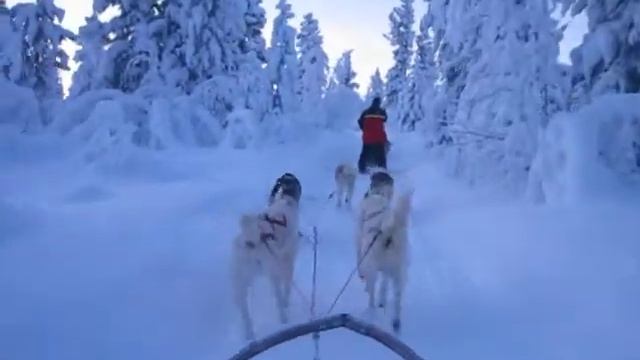 Kon & Geet on a Dog Sled Safari in minus 38 degrees C!!! смотреть онлайн