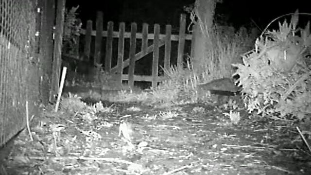 Brave mouse made front door in middle of fox dinner path.AVI смотреть онлайн