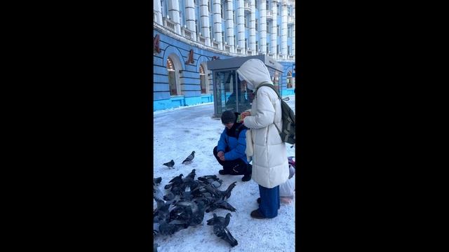 Норильские голуби / Кормим семечками / 2024 / Норильск блог смотреть онлайн