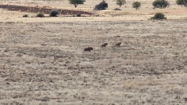 Golden Wildebeest hunt with KMG Hunting Safaris - South Africa смотреть онлайн