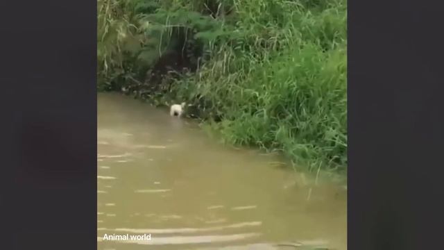 Look at How these 2 Brave dogs fighting against the giant Python 🐍 смотреть онлайн