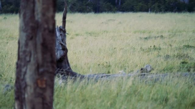 Panasonic GH5 - Masai Mara Safari - May 2017 - Lions Hunting смотреть онлайн