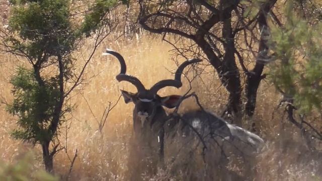 Marko Sibold Hunting Safaris- Plains Game hunting in Namibia смотреть онлайн