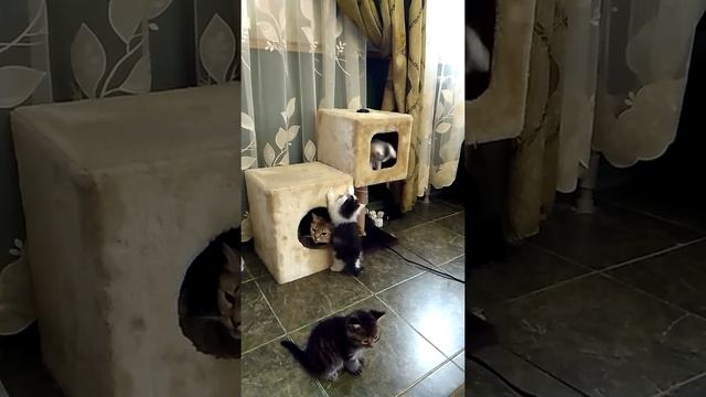 Мама кошка наблюдает за проказами котят смотреть онлайн