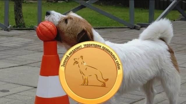 Догтренинг 684. Вундердог Шервуд - уникальный джек-рассел терьер.