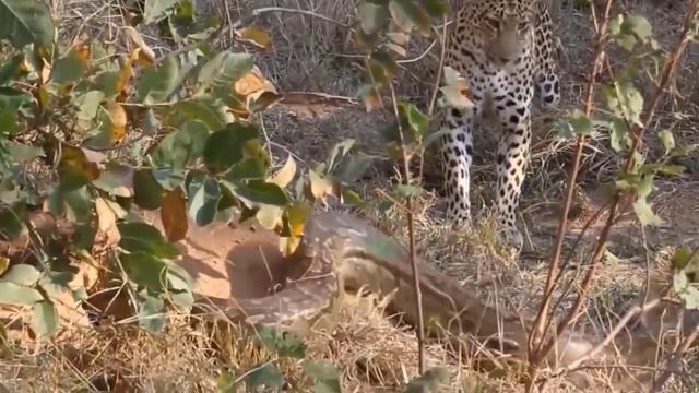 The Lion King Was Ambushed By A Leopard And Humiliated In Front Of His Prey - What Happened? смотреть онлайн