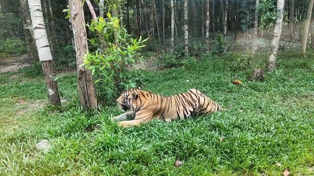 Vinpearl Safari (Phu Quoc Island) смотреть онлайн