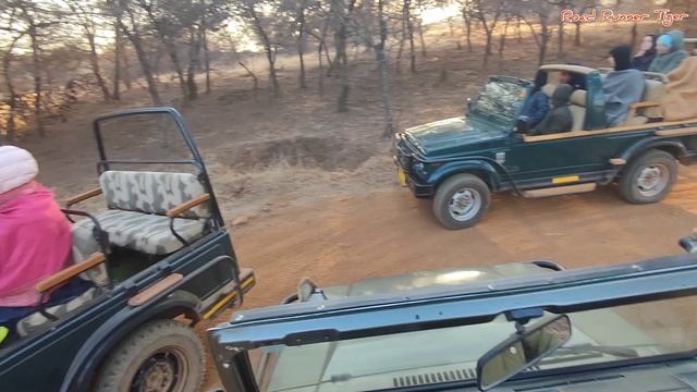 #ranthambore Jeep Safari in Zone 8 | Ranthambore National Park | Real Safari experience смотреть онлайн