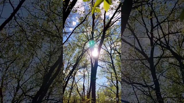 Апрельский лес.